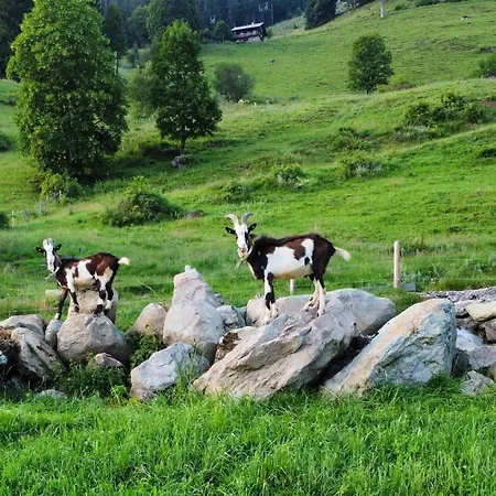 Bauernhof Hof Zur Linde
