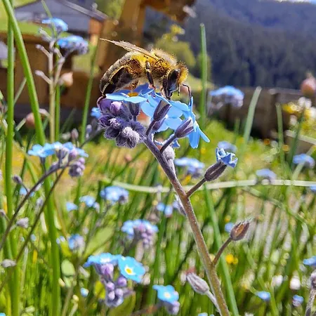 Hof Zur Linde Кицбюэль