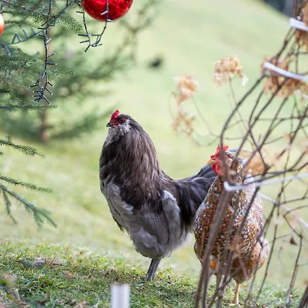 Bauernhof Hof Zur Linde Kitzbühel