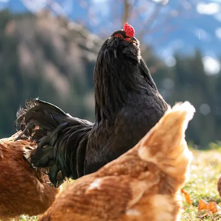 Hof Zur Linde * Кицбюэль