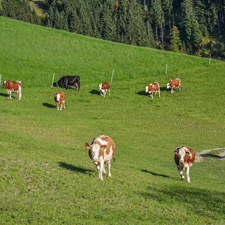 Hof Zur Linde Bauernhof