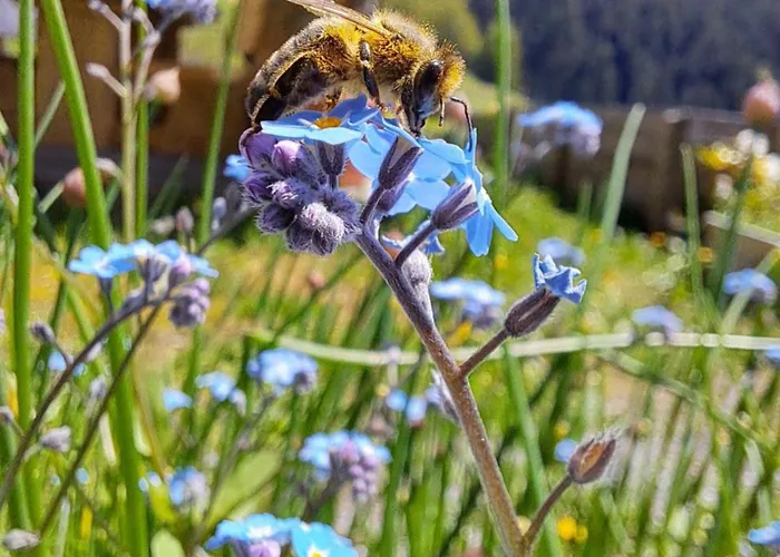 Hof Zur Linde كيتزبوهيل