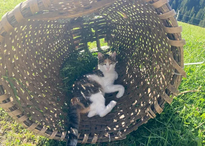 Hof Zur Linde * كيتزبوهيل