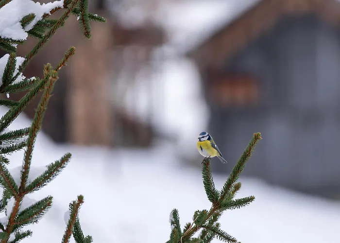 Hof Zur Linde كيتزبوهيل