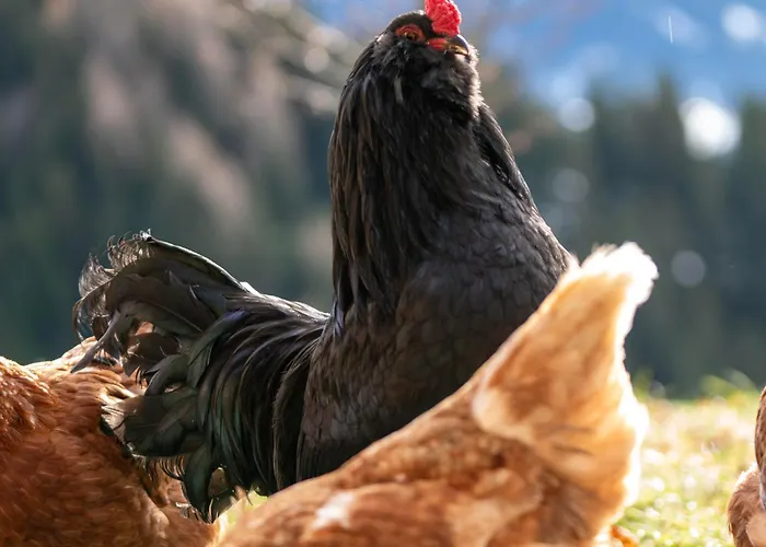 Hof Zur Linde * كيتزبوهيل