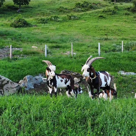 Hof Zur Linde * קיצביהל