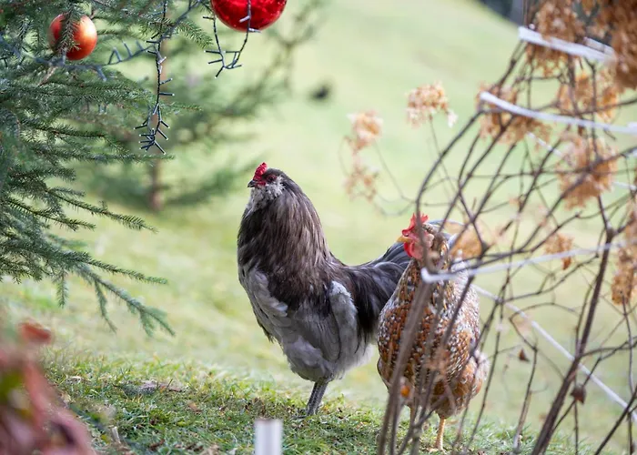 בית חווה Hof Zur Linde קיצביהל